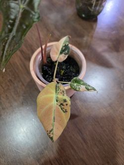Alocasia Black velvet rose gold