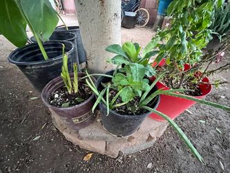Garden Assorted Plants For Sale