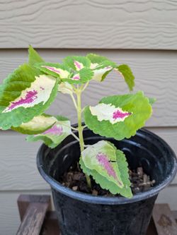 Coleus plant