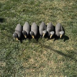 6 Carry Lite Black Duck Decoys