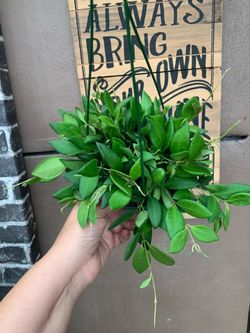 Hoya Burtoniae indoor plants
