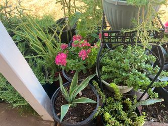 Assorted Potted Plants Collection