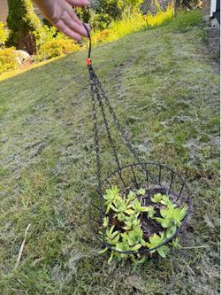 Metal planter with Sempervivum