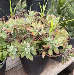 Echeveria harmsii 'Ruby Slippers'