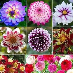 Dahlia Flowers