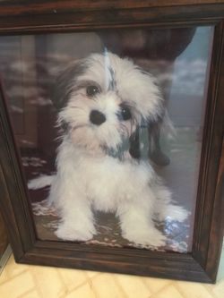 Wood Framed Picture of Adorable Shih-Tzu!!