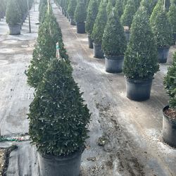 15 Gal Japanese blueberry Cone 