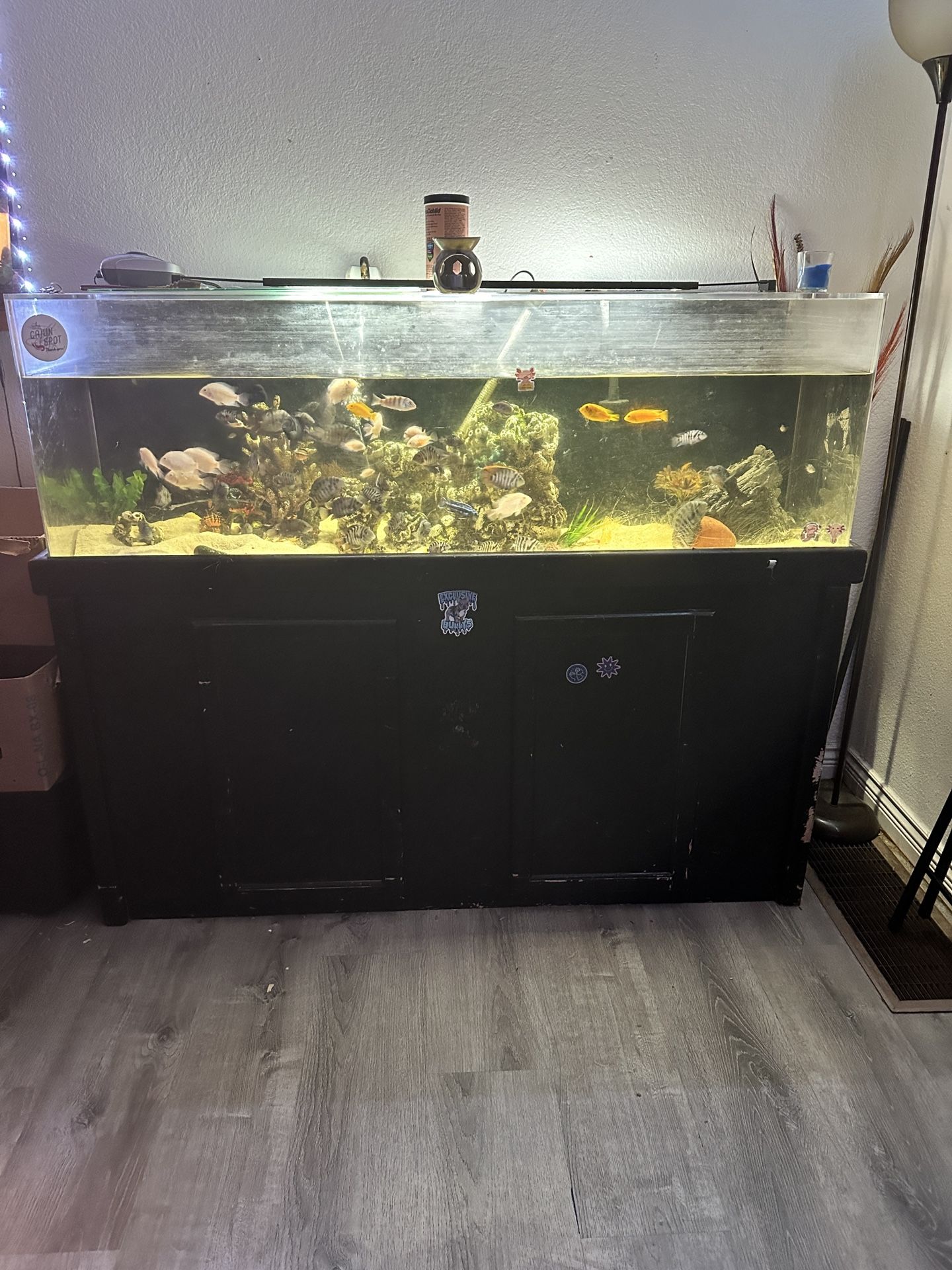 80 Gallon Fish Tank