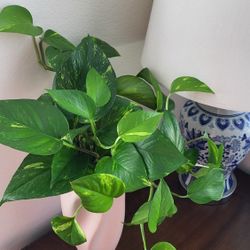 🌸 Pothos Plant in Ceramic Vase | Boho Home Decor/Office Decor | Low Maintenance 🌿