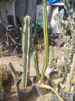 Peruvian Apple Cactus and San Pedro cactus