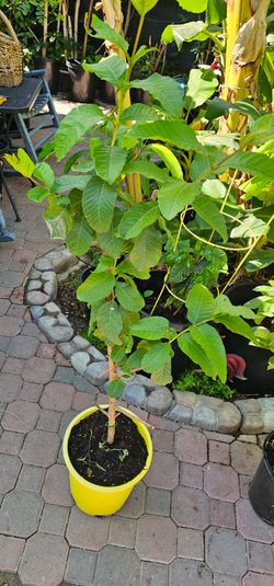 Ruby Guava TREE