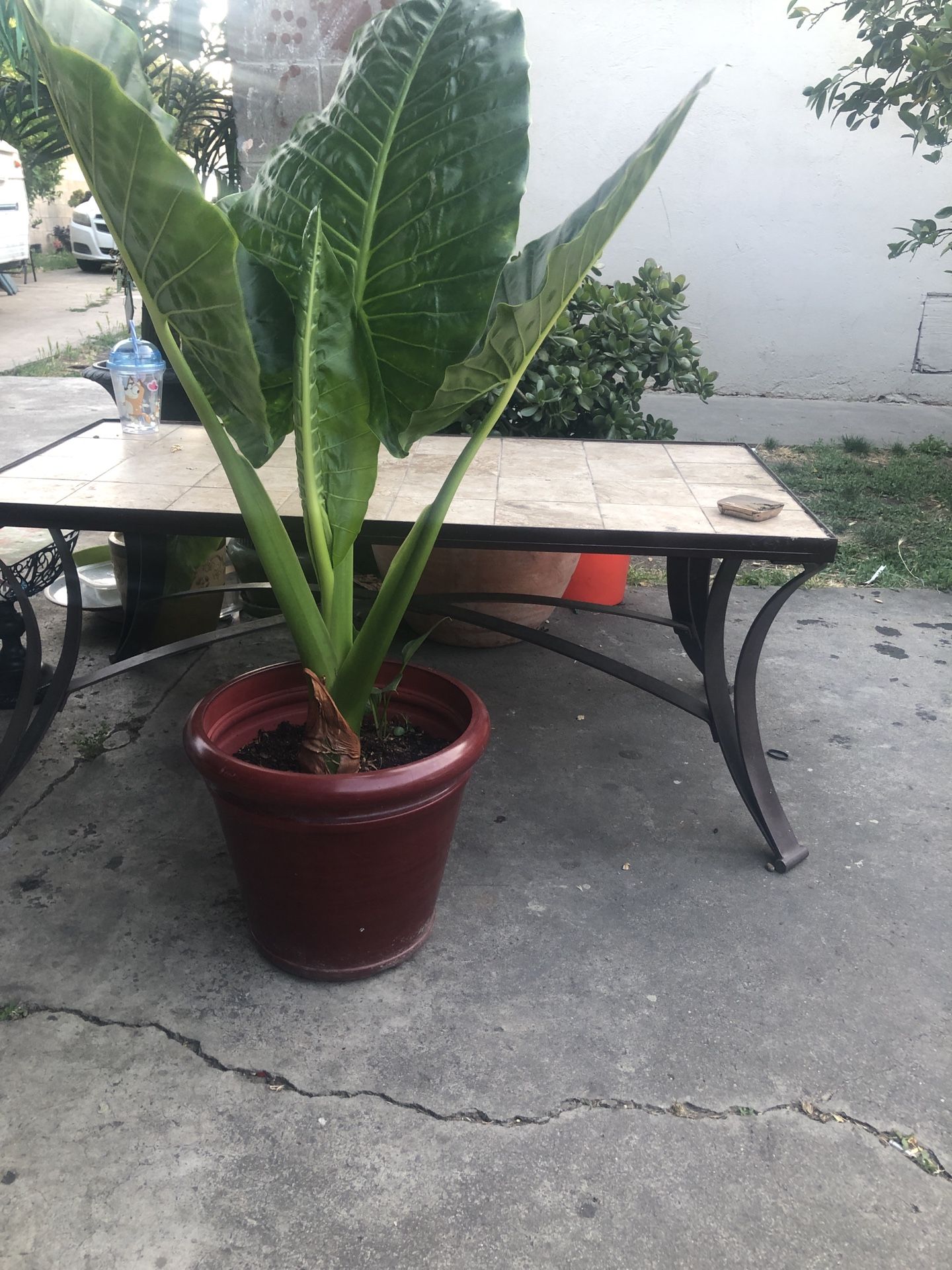 Elephant Ear Plant