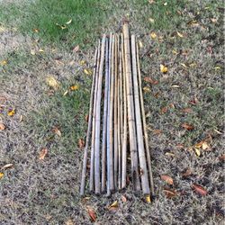 10 Large Bamboo Garden Stakes/props