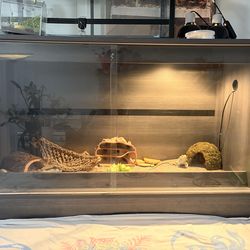 Bearded dragon with tank included