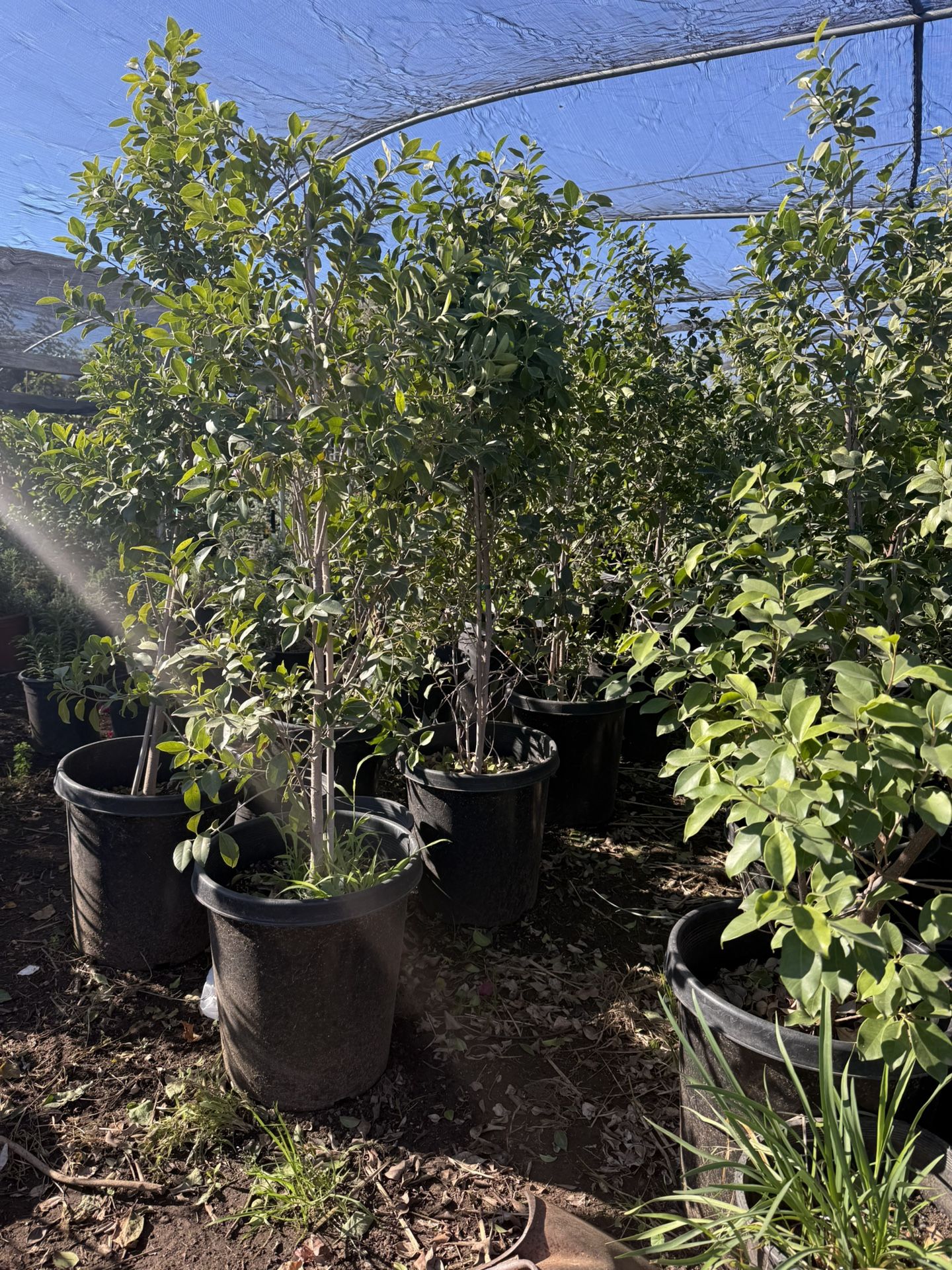 Ligistrum 15gal Closing Sale Privacy Plant