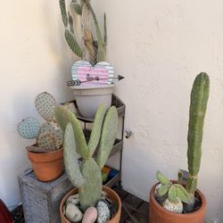 Large Cactus Plants