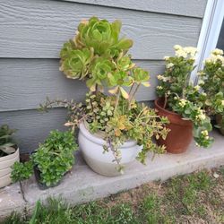Plantas De Varias Clases