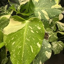 Monstera Thai Constellation 