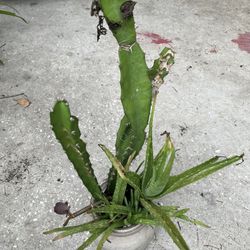 Cactus Plant And Aloe 