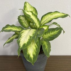 Dieffenbachia Indoor Plant