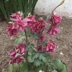 Outdoor Flowers - GRANDMA COLUMBINE