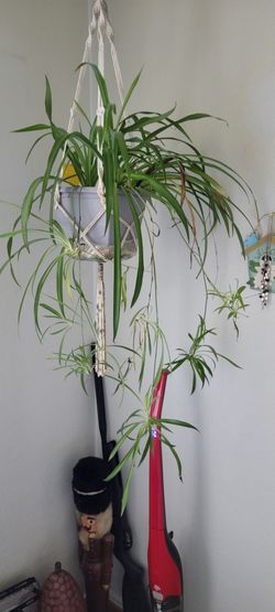 Houseplants