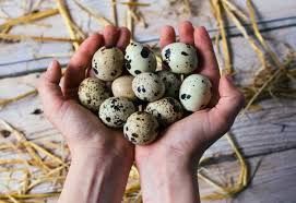 Hatching Eggs, Quail