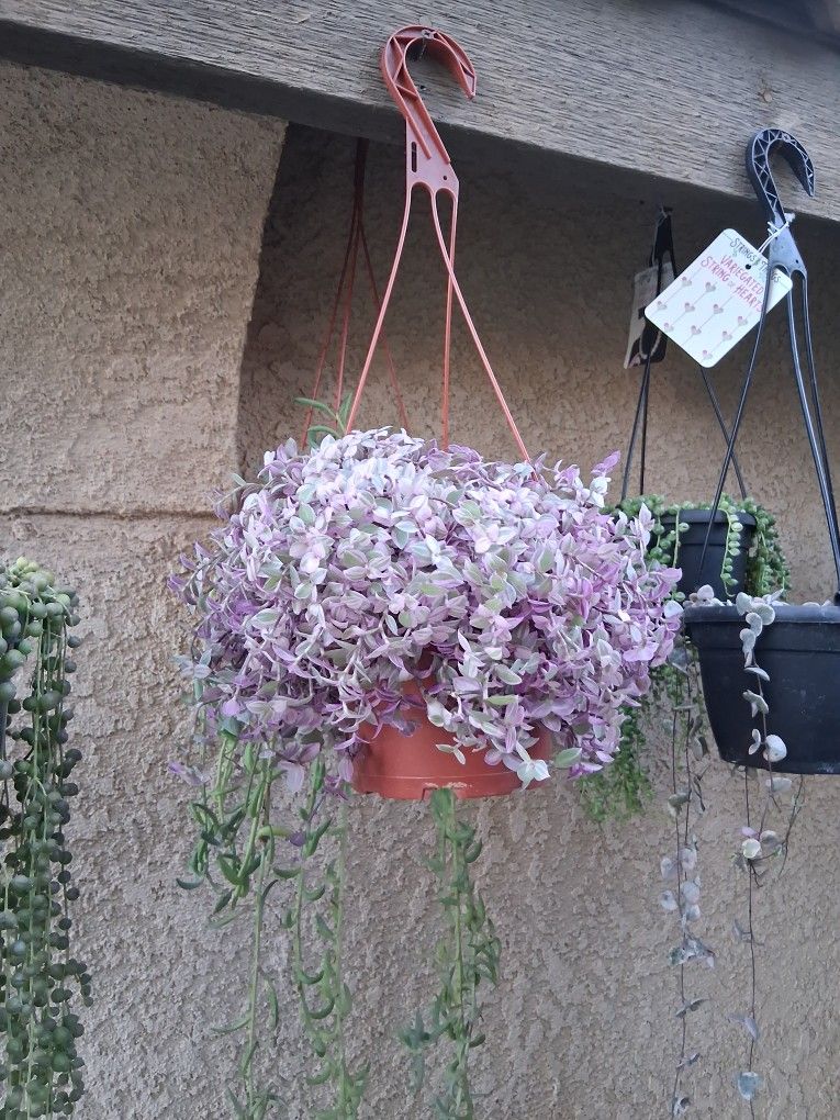 Tradescantia Pink Panther 💗 Plant $25