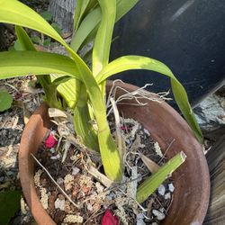 Healthy Orchid In Clay Pot
