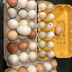 Eggs Farm Fresh