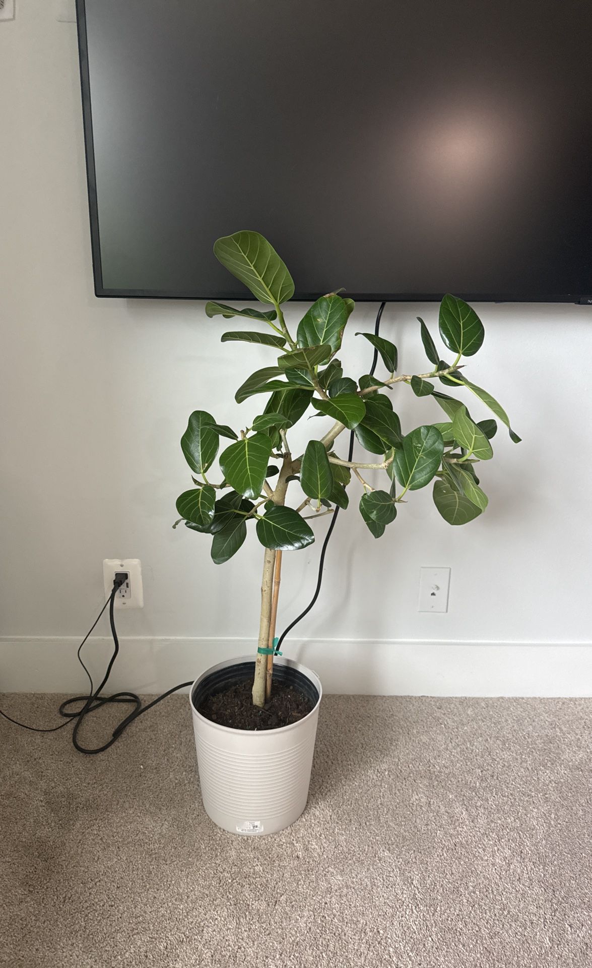 4FT FICUS AUDREY TREE W BRANCHES