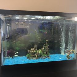 20 Gallon Aquarium With Guppy And Molly Fishes