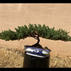 Bonsai Plants For Sale $50 Each Many to choose From