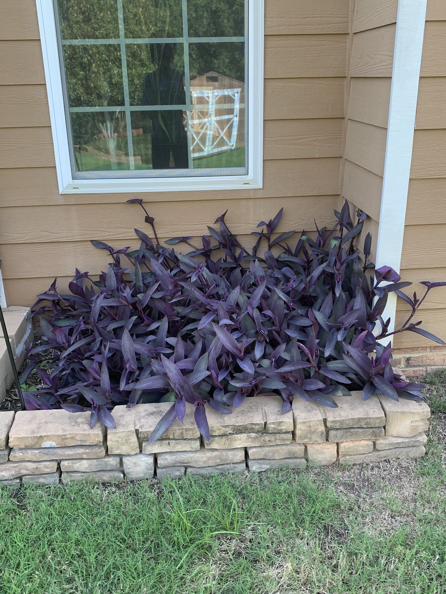 Beautiful Wandering Jew Plant Clippings – Perfect for Propagation & Green Thumbs!