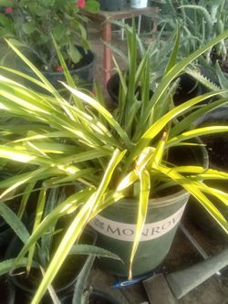 Large Spider Plant 🌿 Easy Care • Air Freshening • Pet Safe
Lazo de amor grande 🌿 Fácil