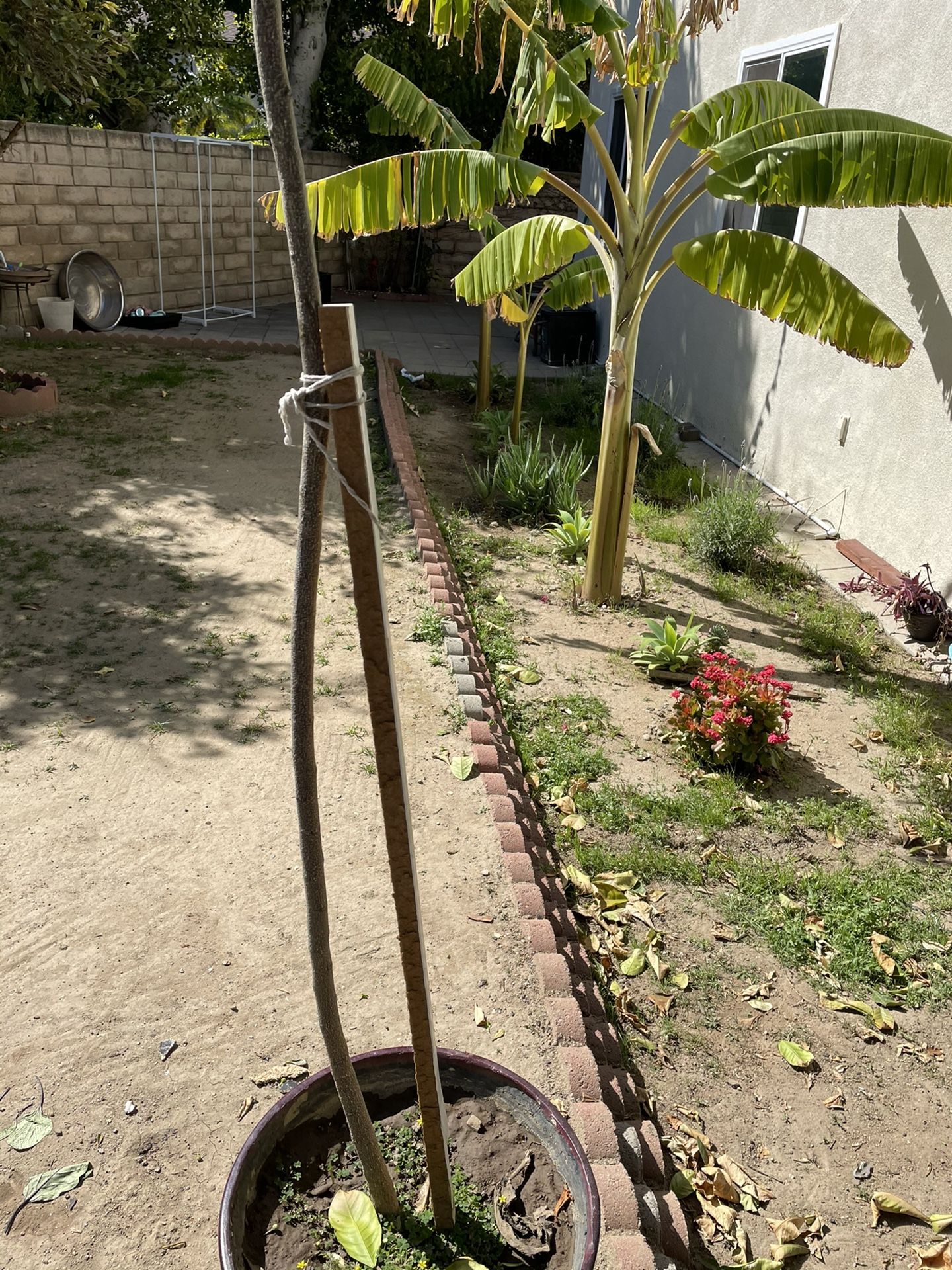 Curry Leaves Tree