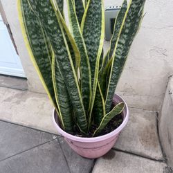 Large Pot With Plant 