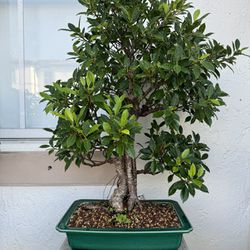 Large Bonsai Ficus 