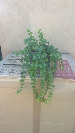 Planta de la moneda