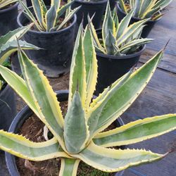 Agave Blue America Variegated
