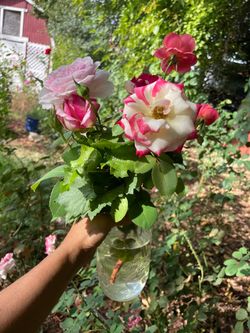 You pick*** $2 per rose ($10 minimum) 🎊🎈🎉(You pick) Roses (about 10 colors available) zip95820