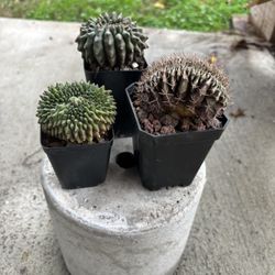 Crested Gymnos (cactus)