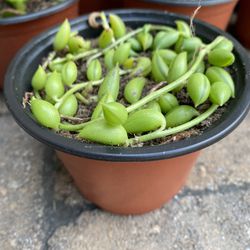 4 inch Pot Succulent plant - Senecio  - String of Dolphins / watermelon - starter rooted ready to be planted - 