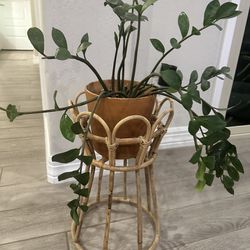 Plant Stand With ZZ Plant 