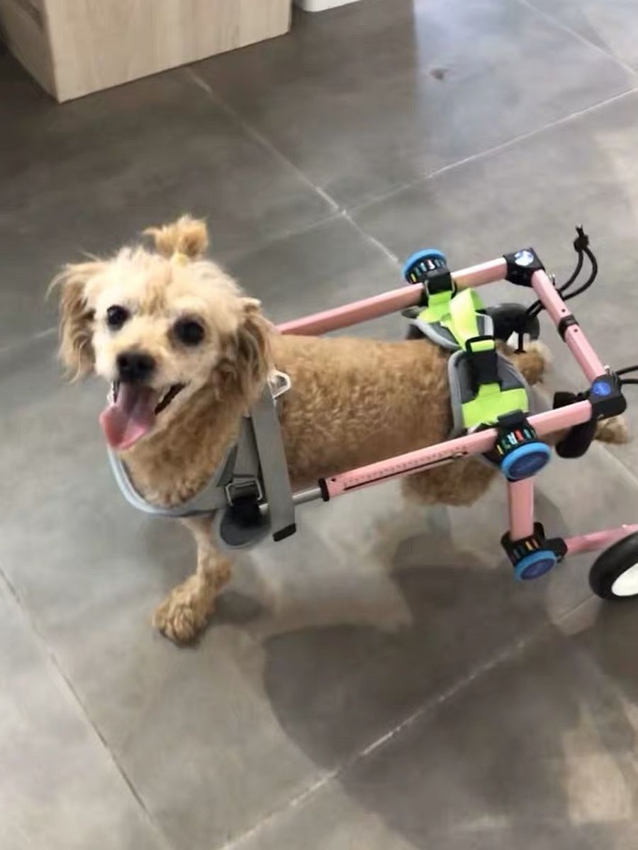 Pet Wheelchair/paralysis Dog Scooter/dog Rehabilitation Wheelchair