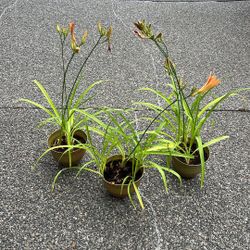 Orange Daylily (Hemerocallis Fulva) 