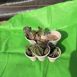 Variedad De Cactus Y Suculentas 