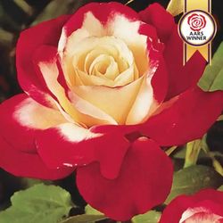 Rare European, Japan rose plants :       Double Delight