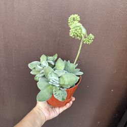 6” Crassula Succulent 