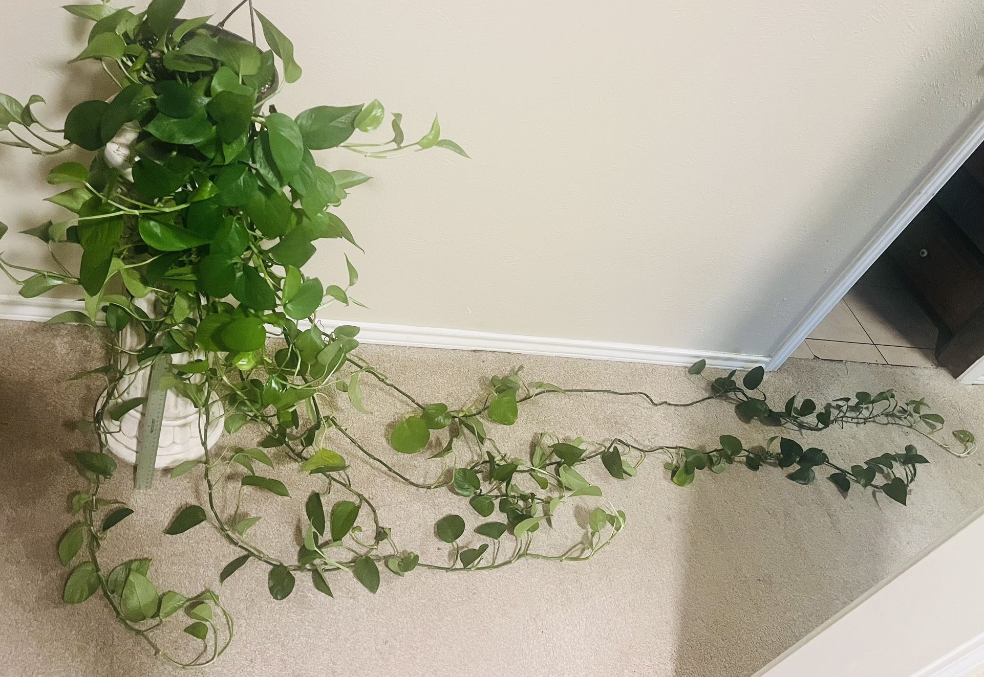 Pothos #9 -Jade 10ft